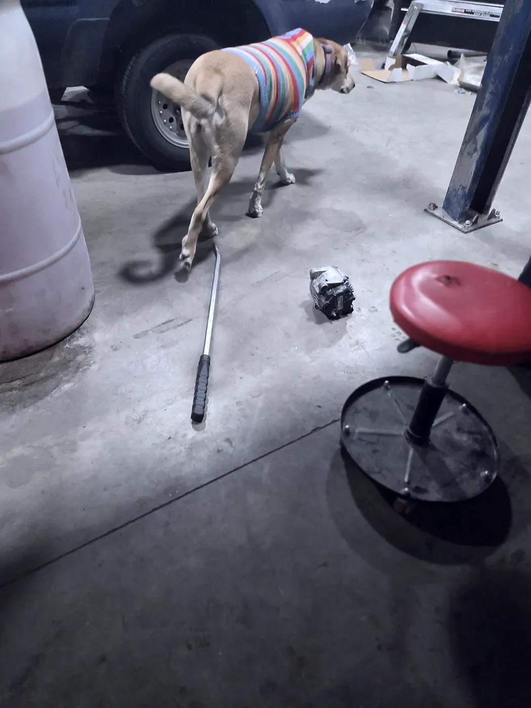 The shop dog at The Automotive Shop